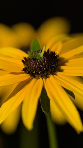 Превью обои цветок, лепестки, макро, желтый, блюр