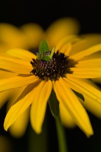 Превью обои цветок, лепестки, макро, желтый, блюр