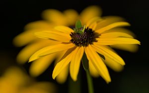 Превью обои цветок, лепестки, макро, желтый, блюр
