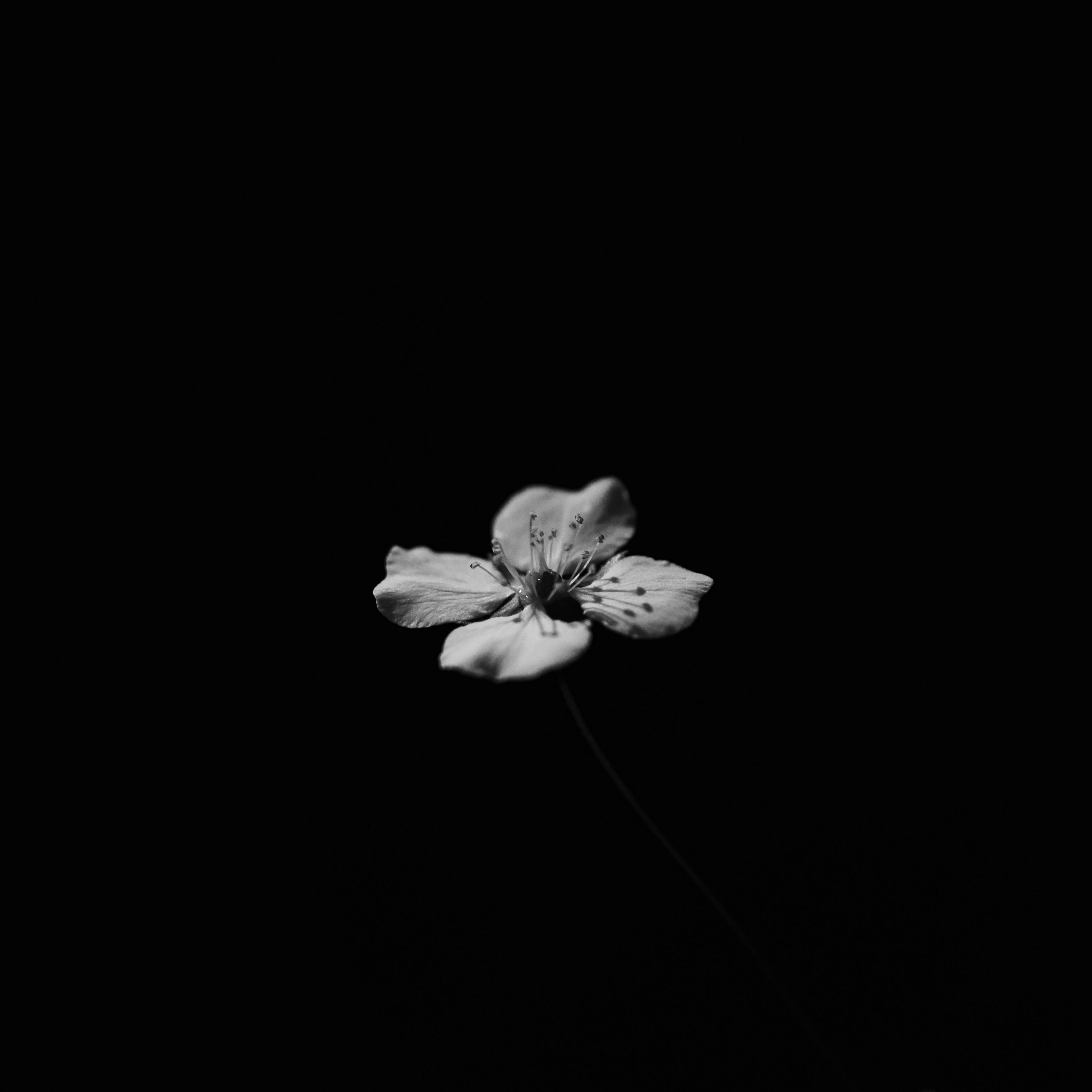 3415x3415 Обои цветок, лепестки, минимализм, тени, черный