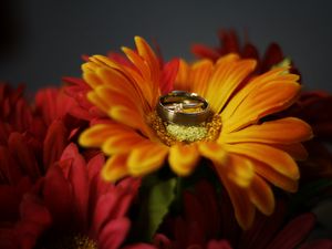 Превью обои цветок, лепестки, обручальные кольца, свадьба