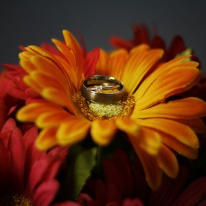Превью обои цветок, лепестки, обручальные кольца, свадьба