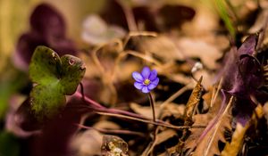 Превью обои цветок, лепестки, одинокий