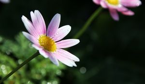 Превью обои цветок, лепестки, пыльца, капли, розовый, макро
