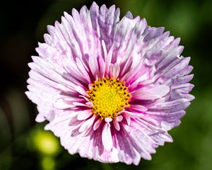 Превью обои цветок, лепестки, пыльца, макро, фиолетовый, желтый