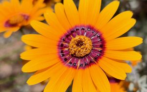 Превью обои цветок, лепестки, пыльца, желтый, яркий, блюр