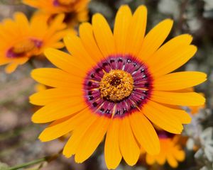 Превью обои цветок, лепестки, пыльца, желтый, яркий, блюр