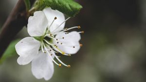 Превью обои цветок, лепестки, пыльца, макро, белый