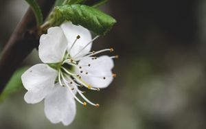 Превью обои цветок, лепестки, пыльца, макро, белый