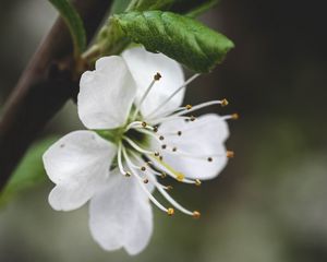 Превью обои цветок, лепестки, пыльца, макро, белый