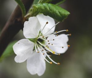 Превью обои цветок, лепестки, пыльца, макро, белый