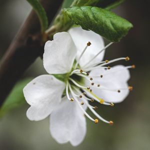 Превью обои цветок, лепестки, пыльца, макро, белый