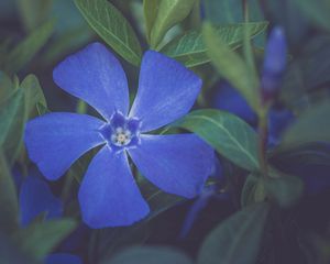 Превью обои цветок, лепестки, растение, макро, синий