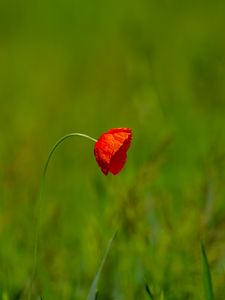 Превью обои цветок, лепестки, размытие, красный, зеленый