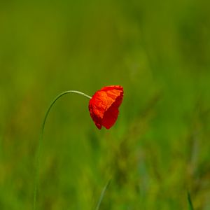 Превью обои цветок, лепестки, размытие, красный, зеленый