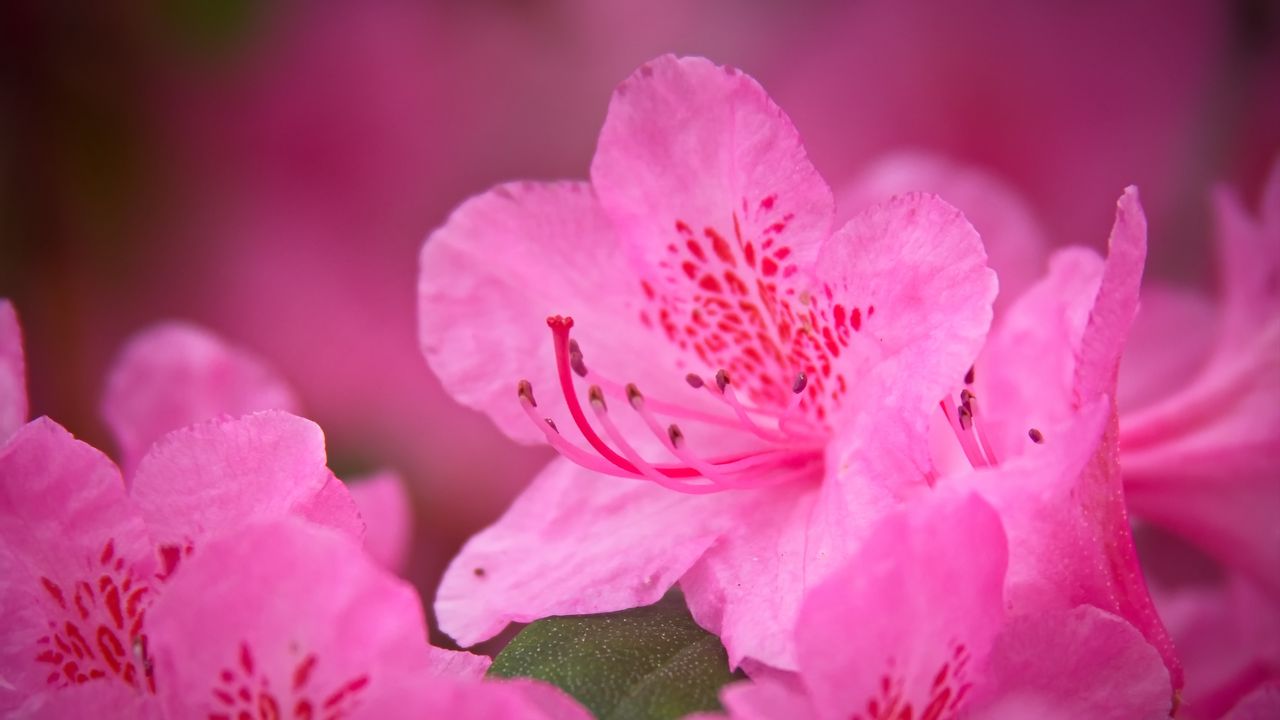 Обои цветок, лепестки, розовый, макро