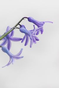 Превью обои цветок, лепестки, сиреневый, ветка