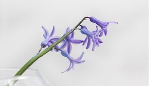 Превью обои цветок, лепестки, сиреневый, ветка