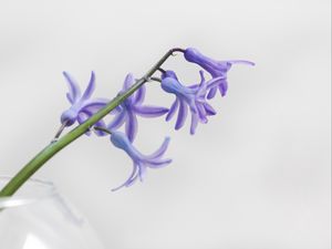Превью обои цветок, лепестки, сиреневый, ветка