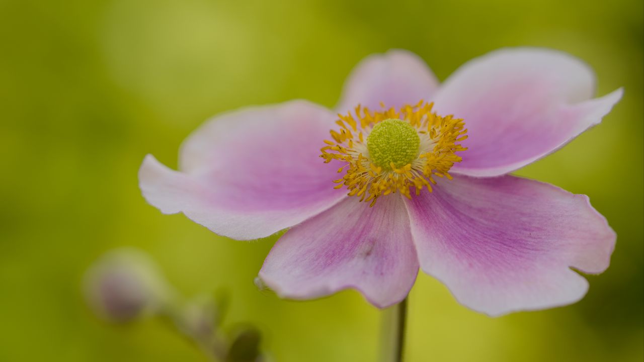 Обои цветок, лепестки, стебель, макро, розовый, блюр