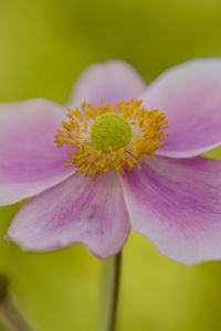 Превью обои цветок, лепестки, стебель, макро, розовый, блюр