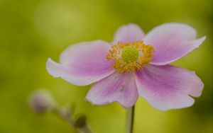 Превью обои цветок, лепестки, стебель, макро, розовый, блюр