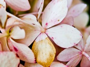 Превью обои цветок, лепестки, светлый