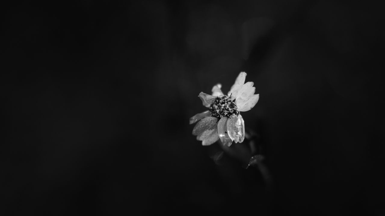 Обои цветок, лепестки, темнота, черно-белый, макро