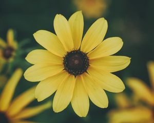 Превью обои цветок, лепестки, желтый