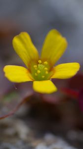 Превью обои цветок, лепестки, желтый, блюр, макро