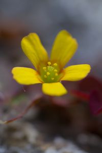 Превью обои цветок, лепестки, желтый, блюр, макро