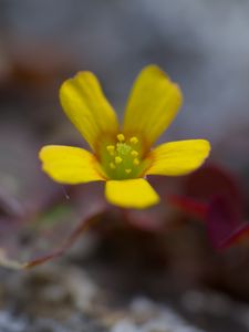 Превью обои цветок, лепестки, желтый, блюр, макро