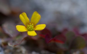 Превью обои цветок, лепестки, желтый, блюр, макро