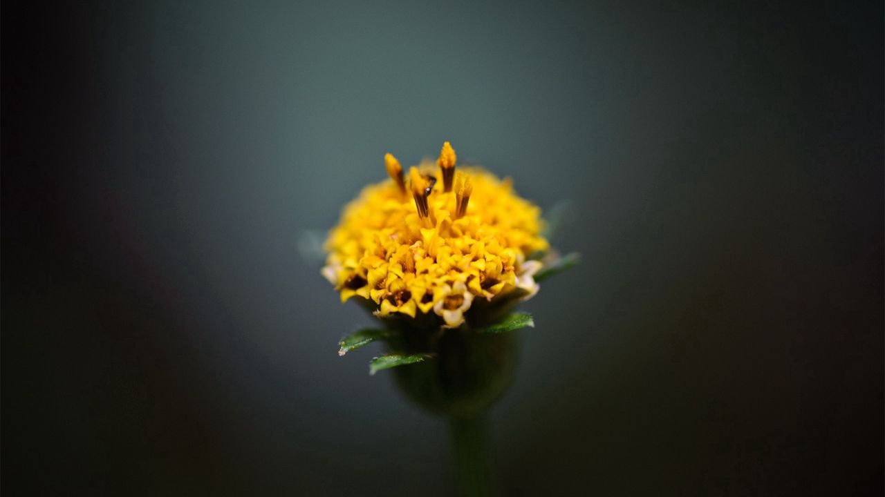 Обои цветок, лепестки, желтый