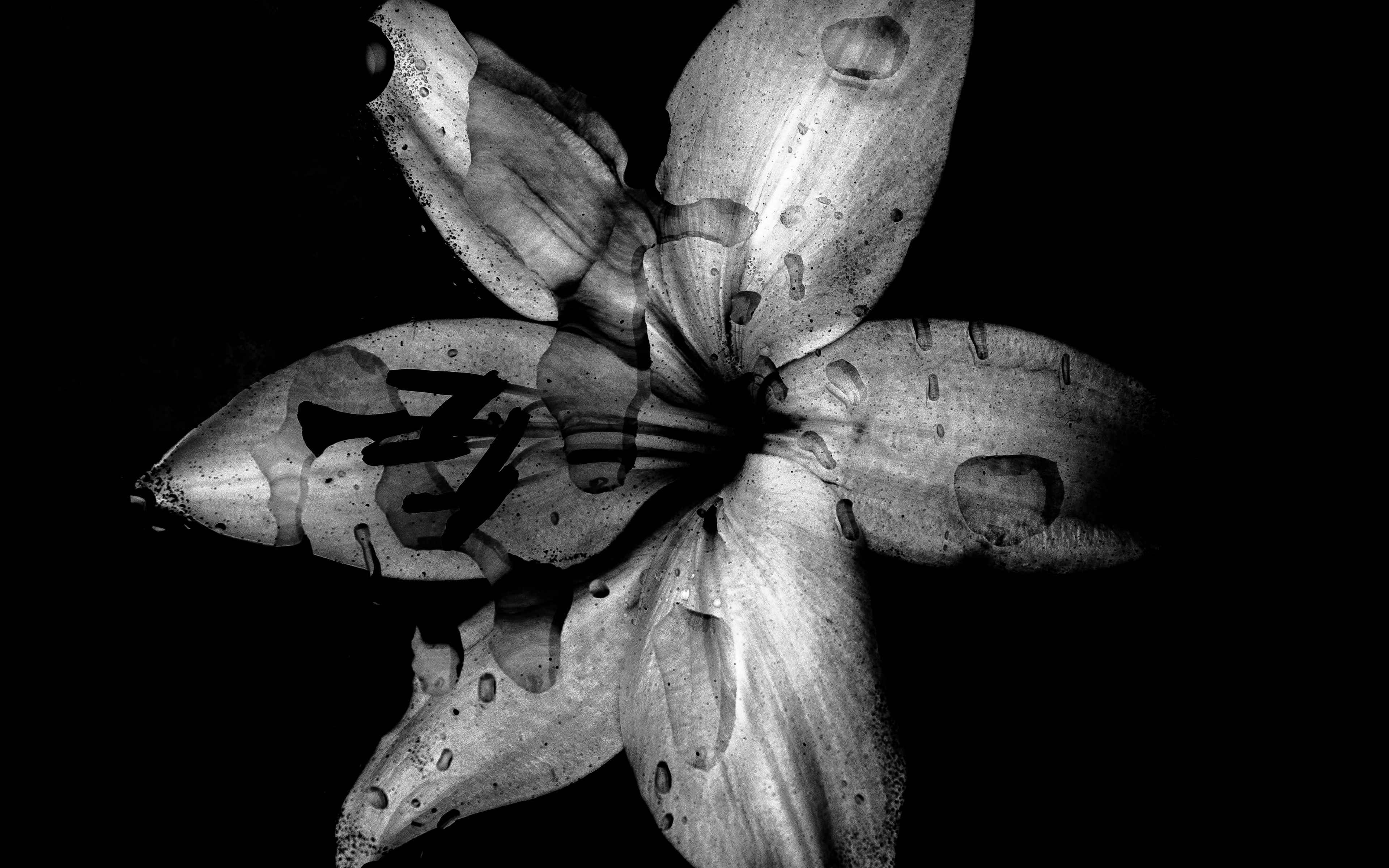 Лилия черно белая