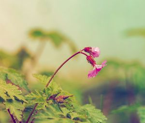 Превью обои цветок, листья, полевой