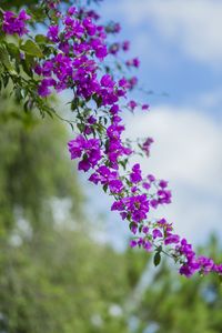 Превью обои цветок, листья, цветение, ветка