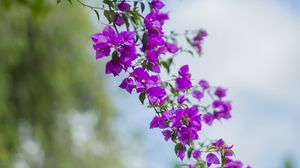 Превью обои цветок, листья, цветение, ветка