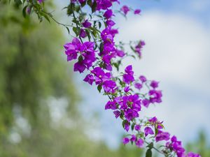 Превью обои цветок, листья, цветение, ветка