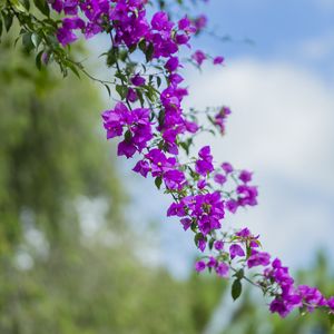 Превью обои цветок, листья, цветение, ветка
