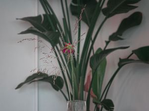 Превью обои цветок, листья, ветки, букет, ваза