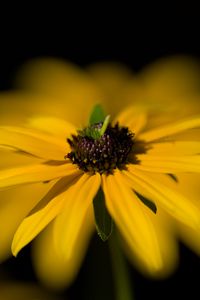 Превью обои цветок, макро, лепестки, листья, желтый, блюр