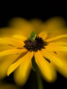 Превью обои цветок, макро, лепестки, листья, желтый, блюр