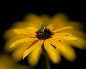 Превью обои цветок, макро, лепестки, листья, желтый, блюр