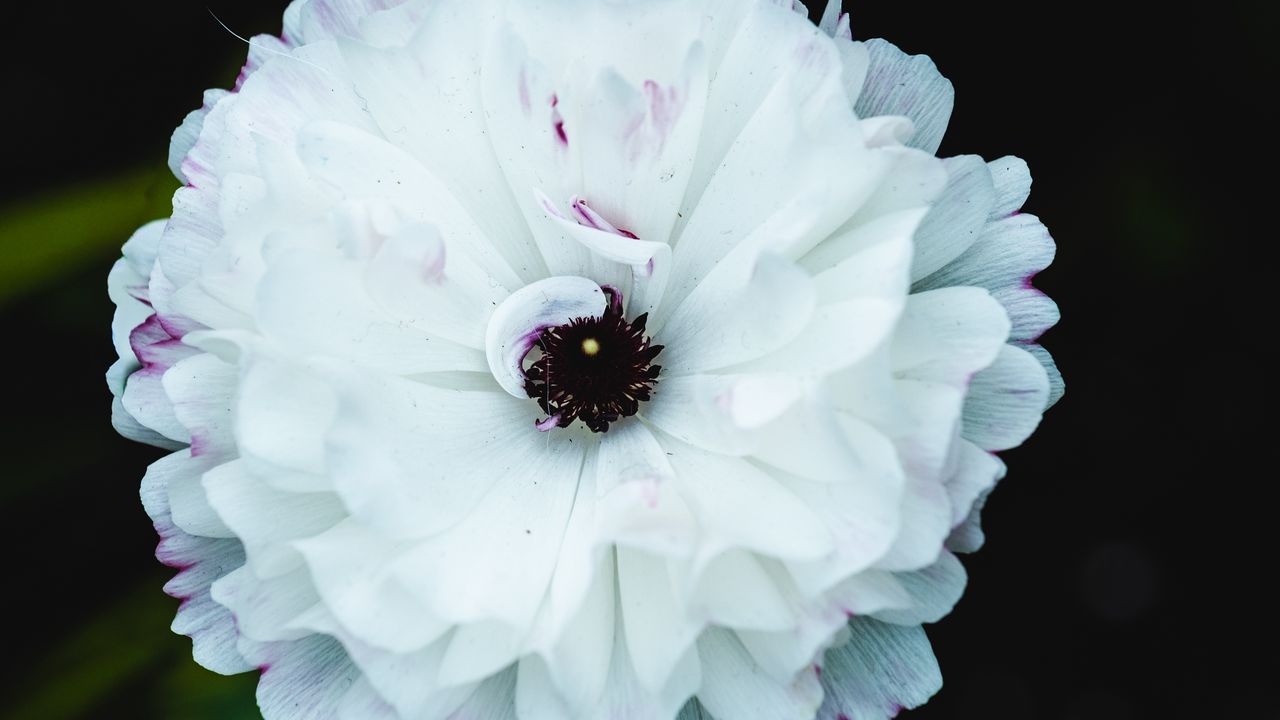 Обои цветок, макро, лепестки, белый, блюр