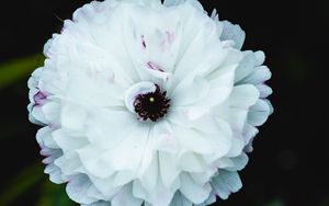 Превью обои цветок, макро, лепестки, белый, блюр