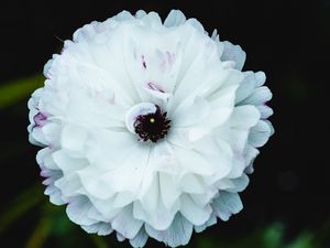 Превью обои цветок, макро, лепестки, белый, блюр