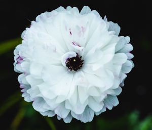 Превью обои цветок, макро, лепестки, белый, блюр