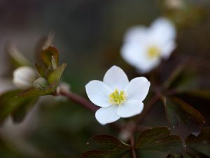 Превью обои цветок, макро, растение, цветение, белый