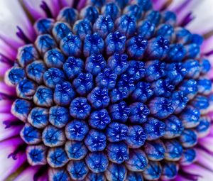 Превью обои цветок, макро, синий, фиолетовый